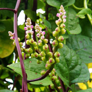 Red Stem Spinach Seeds, Herbal