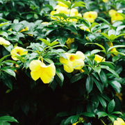 Drought-Tolerant Allamanda Seeds