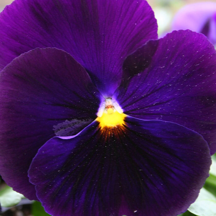 Purple Pansy Seeds