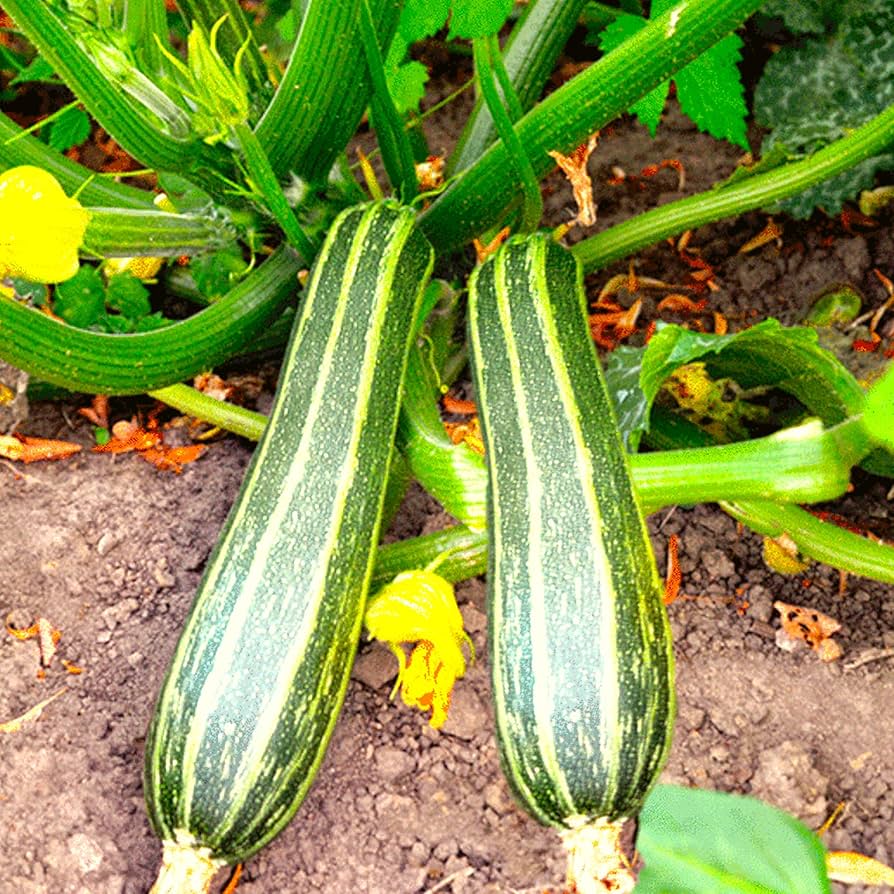 Cocozelle Squash Seeds