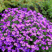 Rainbow Rock Cress Seeds