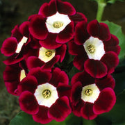 Brown Auricula Primula Seeds