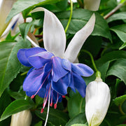Blue White Fuchsia Seeds