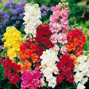 Mixed Colors Snapdragon Seeds