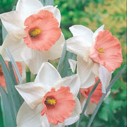 Baby Pink Daffodil Seeds
