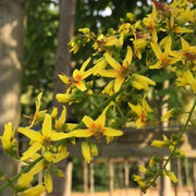 Golden Rain Koelreuteria Paniculata Seeds