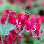 Dicentra Formosa Seeds, Fern-Leaf