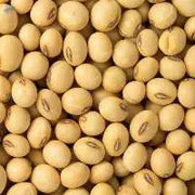 Protein-Rich Soybean Seeds