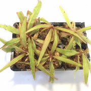 Lance-Leaf Sundew Seeds