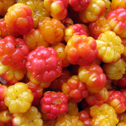 Cloudberry Orange-Red Berry Seeds