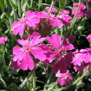 Flos-Jovis Lychnis Seeds