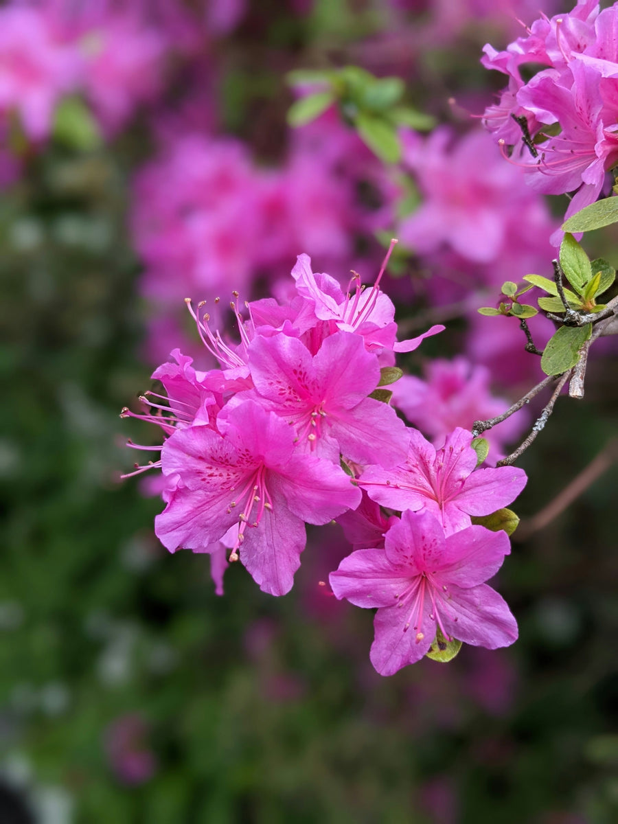 Evergreen Shrub Japanese Azalea Seeds