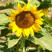 Dwarf Sunspot Sunflower Seeds