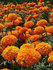 Vibrant Bloom Marigold Seeds