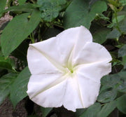 White Moonflower Seeds