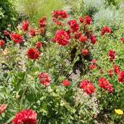 Double Bloody Mary Geum Seeds