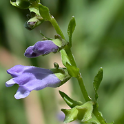 Mad Dog Skullcap Seeds