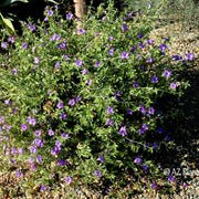 Drought Tolerant Wildflower Purple Desert Seeds