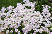 Gibraltar Candytuft Iberis Gibraltarica Seeds