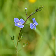 Ground Cover Creeping Speedwell Seeds