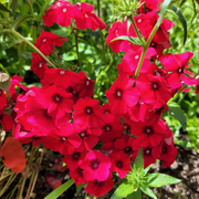 Drummond Phlox Seeds