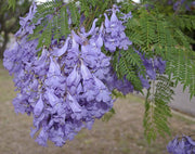 Blue Jacaranda Seeds, Jacaranda mimosifolia