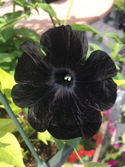 Black Velvet Petunia Seeds