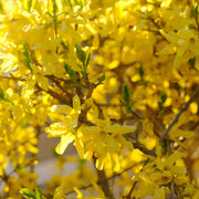 Forsythia Seeds, Yellow
