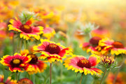 Grandiflora Blanket Gaillardia Seeds