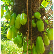 Cucumber Bilimbi Seeds