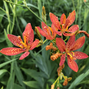 Unique Spotted Blooms Blackberry Lily Seeds