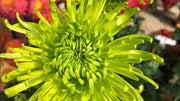 Green Spider Chrysanthemum Seeds