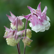 Winky Double Rose Columbine Seeds