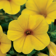 Compact Calibrachoa Seeds