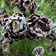 Black and White Dianthus Seeds