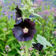 Black Prince Hollyhock Seeds
