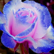 Pink & Blue Rosa spp. Seeds
