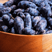Haskap Berry Seeds