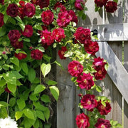 Dark Red Climbing Rosa spp. Seeds