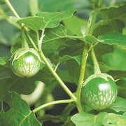Thai Chao Eggplant Seeds