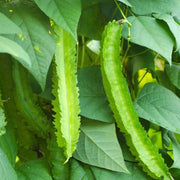 Psophocarpus Tetragonolobus Winged Bean Seeds