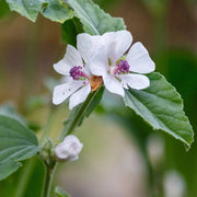 Medicinal Marsh Mallow Seeds, Herbal
