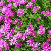 Delosperma Ice Seeds