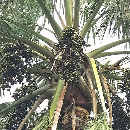 Bismarckia Nobilis Seeds