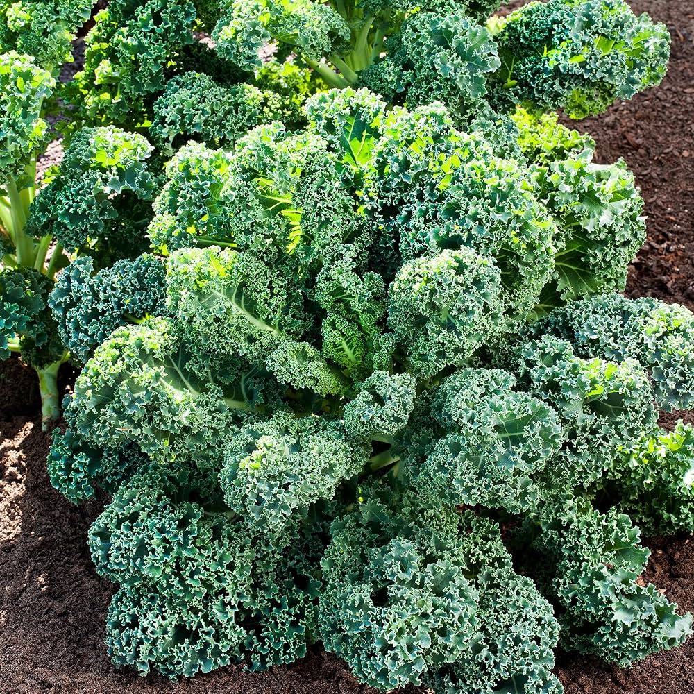 Borecole Winterbor Kale Seeds