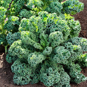 Borecole Winterbor Kale Seeds