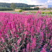 Cana Agastache Seeds