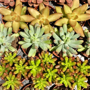 Mixed Perennial Star Sedum Seeds