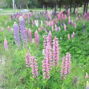 Baby Pink Lupine Seeds