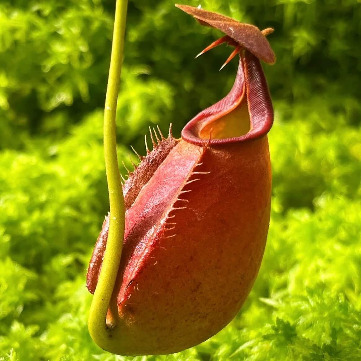 Fanged Pitcher Seeds